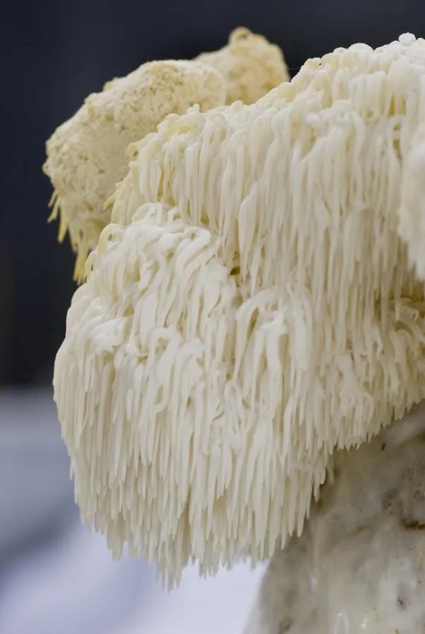 Hericium  © MykoTroph®, Institut für Ernährungs- und Pilzheilkunde, Limeshain
