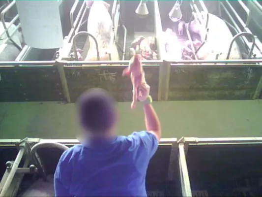 Bild: Systematische Ferkeltötung in deutschen Schweinefabriken - ARD bericht am Montag, 14.7. „Exclusiv im Ersten“