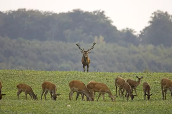 Bild: Wer am lautesten brüllt, gewinnt die Wahl