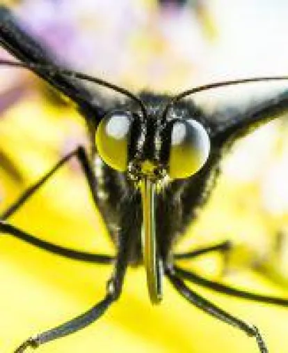 Fliegengitter - Probleme mit dem Vermieter Bild: Fliegengitter - Probleme mit dem Vermieter