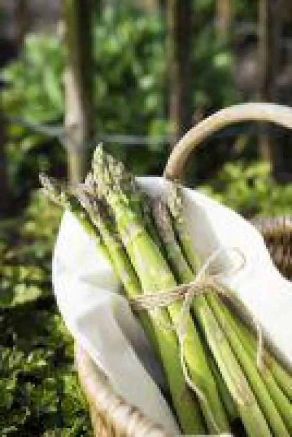 Frisch geerntet aus dem eigenen Garten, Grüner Landspargel von LANDGEFÜHL(R)