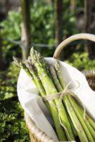 Bild: Spargel als mehrjähriges Grillgemüse