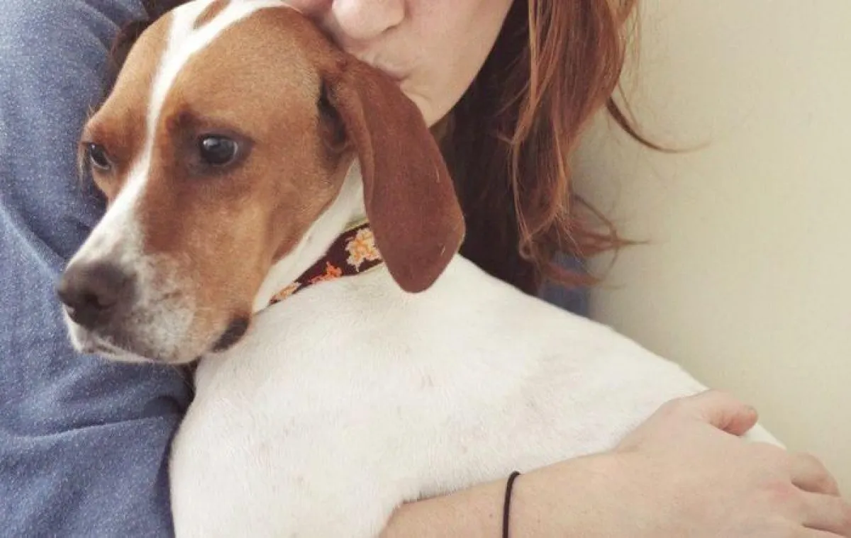 Die 3-jährige Cinta (hier noch in Spanien), die seit dem 19.4. nördlich von München umherirrt