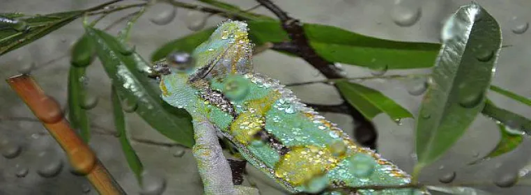 Bild: Von dem Maurer der sich einen Zoo baut, toleranten Reptilien dem tiefsten Blau des Meeres