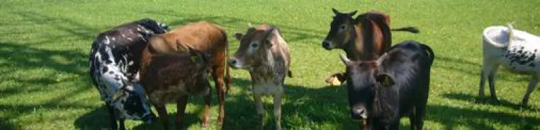 Wildrinder auf der Schwäbischen Alb – Gesundes Fleisch hundertprozentig unbelastet und kein Dioxin-Fleisch Bild: Wildrinder auf der Schwäbischen Alb – Gesundes Fleisch hundertprozentig unbelastet und kein Dioxin-Fleisch