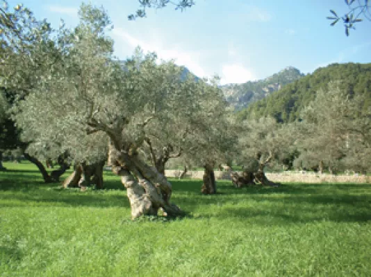 Bild: Vogelgrippe - wie schützt man sich und seine Familie?