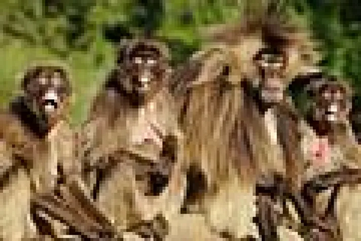 Bild: Schnuppertag Tierfotografie im Primatenzoo Apenheul