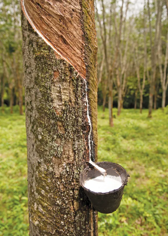 Der Milchsaft des Kautschukbaumes wird geerntet. (© shutterstock, hasnuddin)