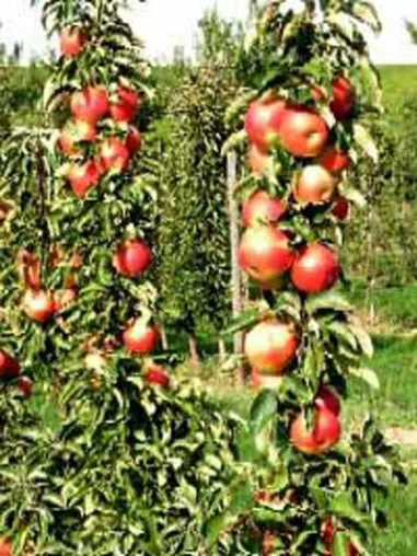 Bild: Zwerg-Obst - ideal für den kleinen Garten, den Balkon oder die Dachterrasse