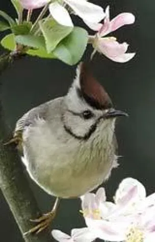 Bild: Birding in Taiwans Vogelwelt