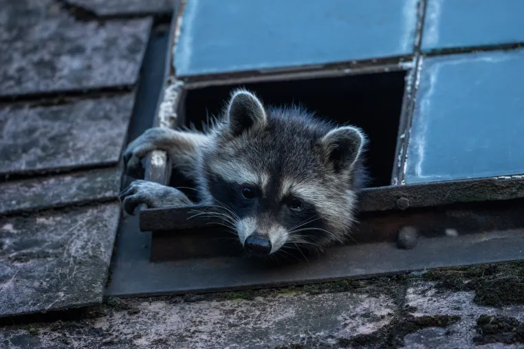 Strategien für invasive Art: Kontrazeption könnte Waschbär-Populationen gezielt begrenzen Bild: Strategien für invasive Art: Kontrazeption könnte Waschbär-Populationen gezielt begrenzen