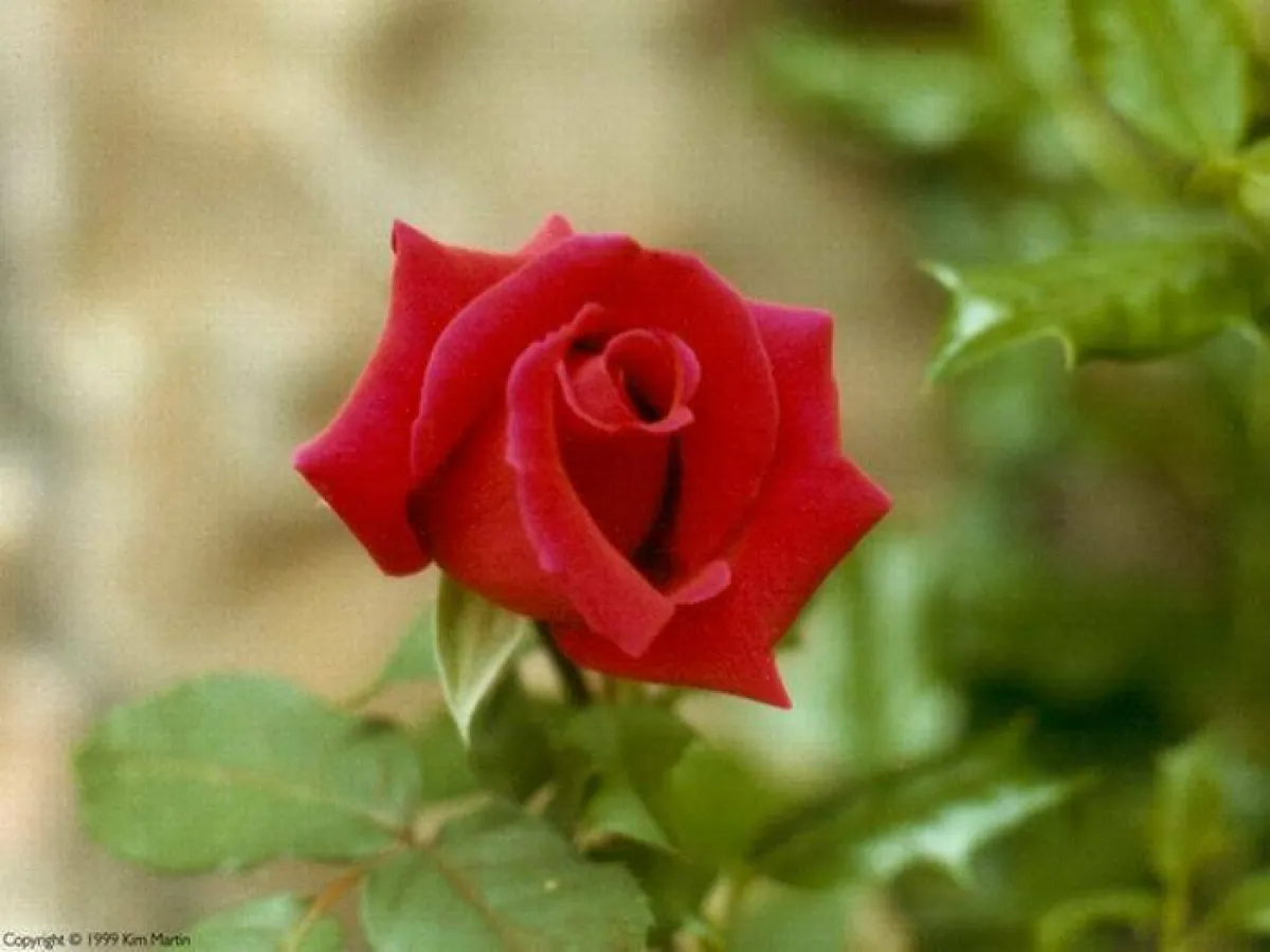 focusconsult beratende Ingenieure Raif Özalan wünscht einen schönen Frühlingsanfang