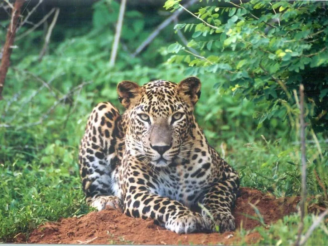 Leoparden sind ein beliebtes Fotomotiv in Sri Lanka