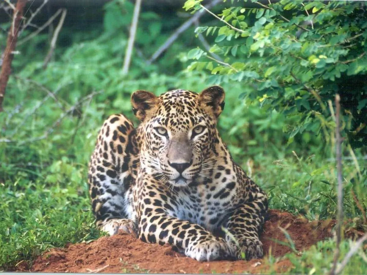 Leoparden sind ein beliebtes Fotomotiv in Sri Lanka