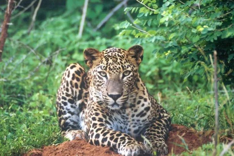 Bild: Sri Lanka für Naturliebhaber