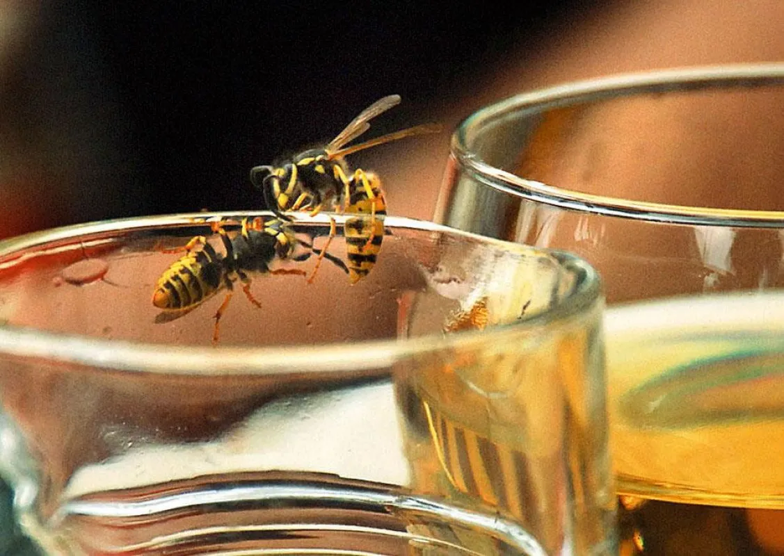 Wespen können im Sommer den Genuss von Getränken auf der Terrasse erheblich stören. Foto: AOK