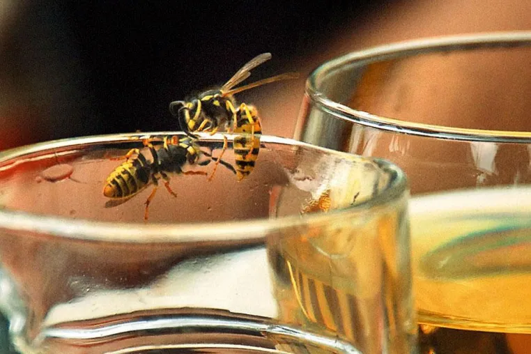 Bild: Natürliche Kampfansage gegen Insekten