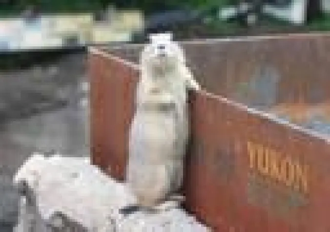 Bild: Lässige Lochbuddler im Erlebnis-Zoo Hannover