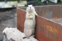 Bild: Lässige Lochbuddler im Erlebnis-Zoo Hannover