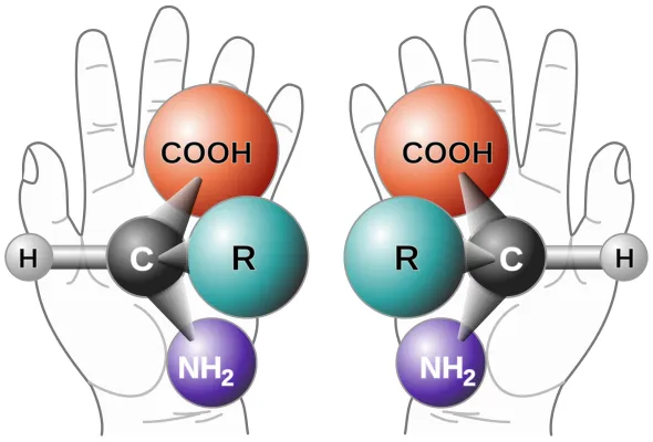 Bild: Wie die Natur die Photosynthese quantenphysikalisch optimiert - VolkswagenStiftung fördert Projekt zu Spin-Effekten