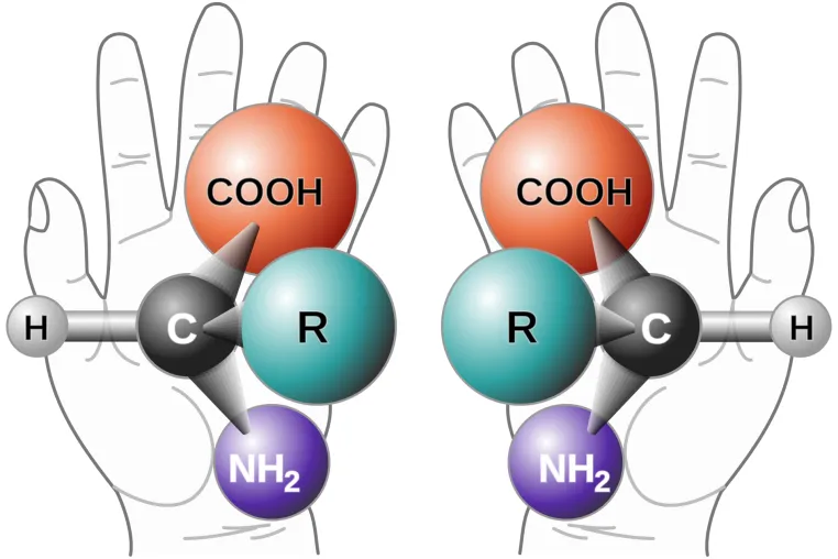 Bild: Wie die Natur die Photosynthese quantenphysikalisch optimiert - VolkswagenStiftung fördert Projekt zu Spin-Effekten