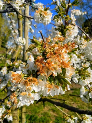 Bild: Kirschblüte verzögern, um Frostschäden zu verringern