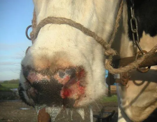 Studie bestätigt - Ohrclips mit „Cypermethrin“ sinnvolle Ergänzung im Kampf gegen die Blauzungenkrankheit Bild: Studie bestätigt - Ohrclips mit „Cypermethrin“ sinnvolle Ergänzung im Kampf gegen die Blauzungenkrankheit