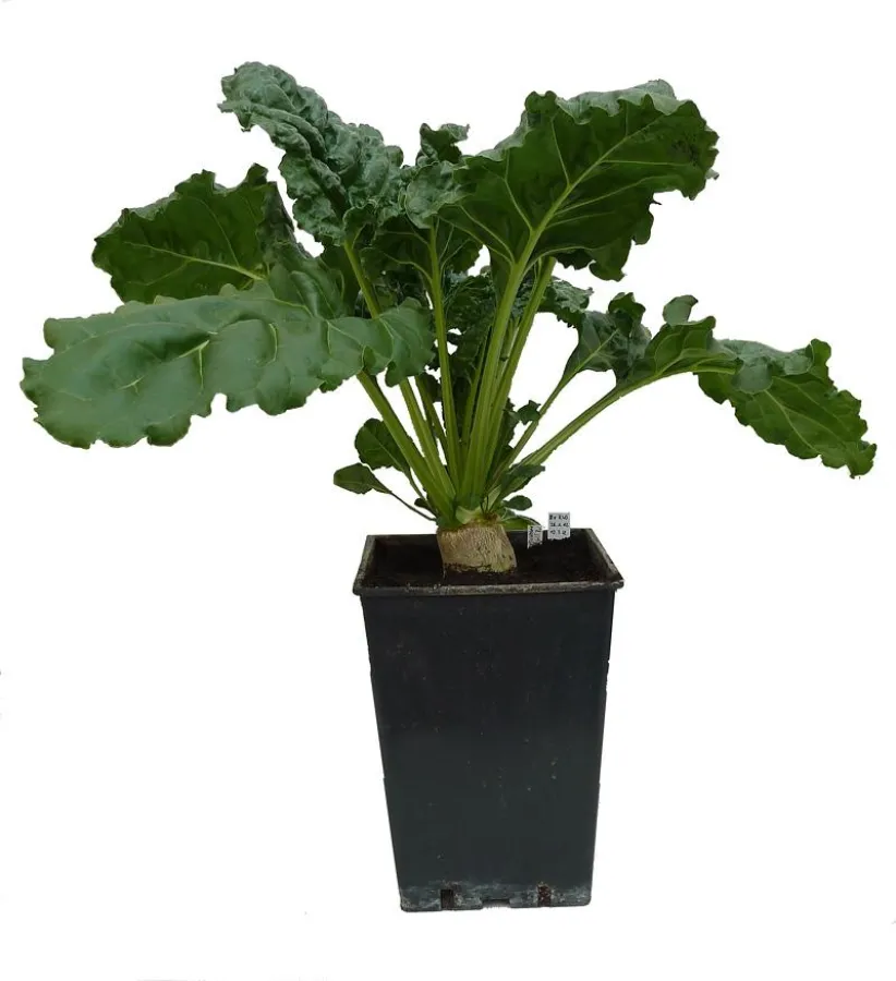 Zuckerrübe Beta vulgaris