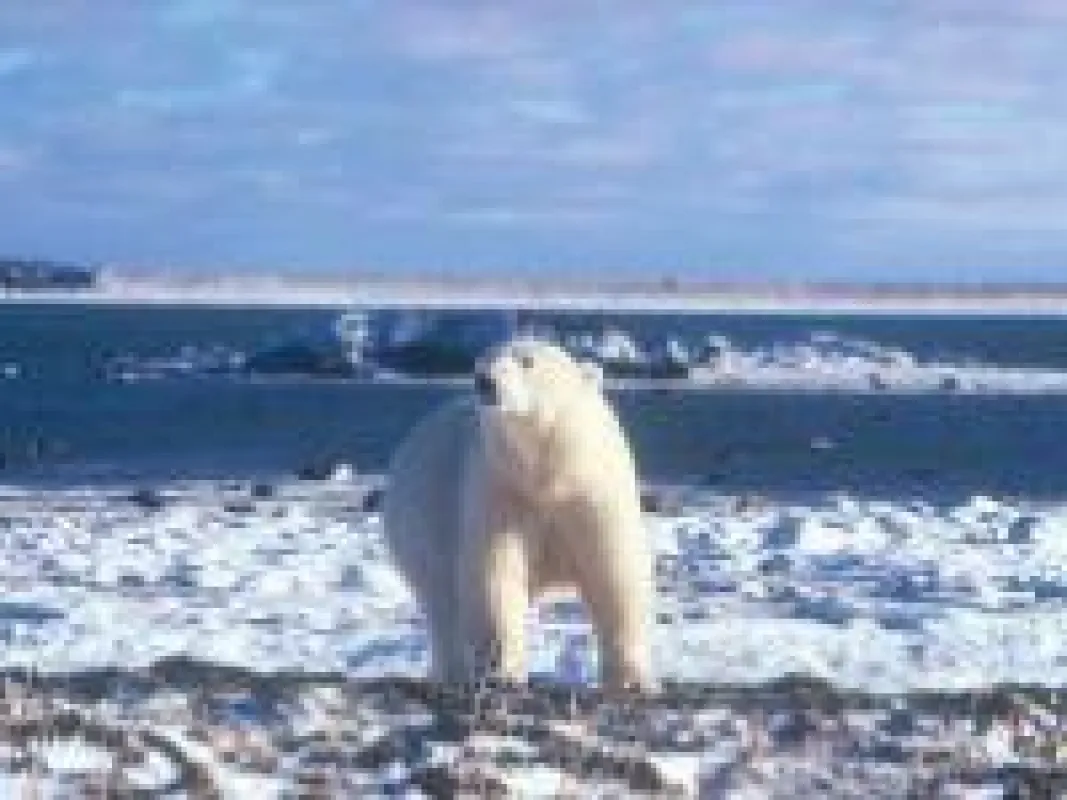 Eisbär am Polarmeer © Travel Manitoba