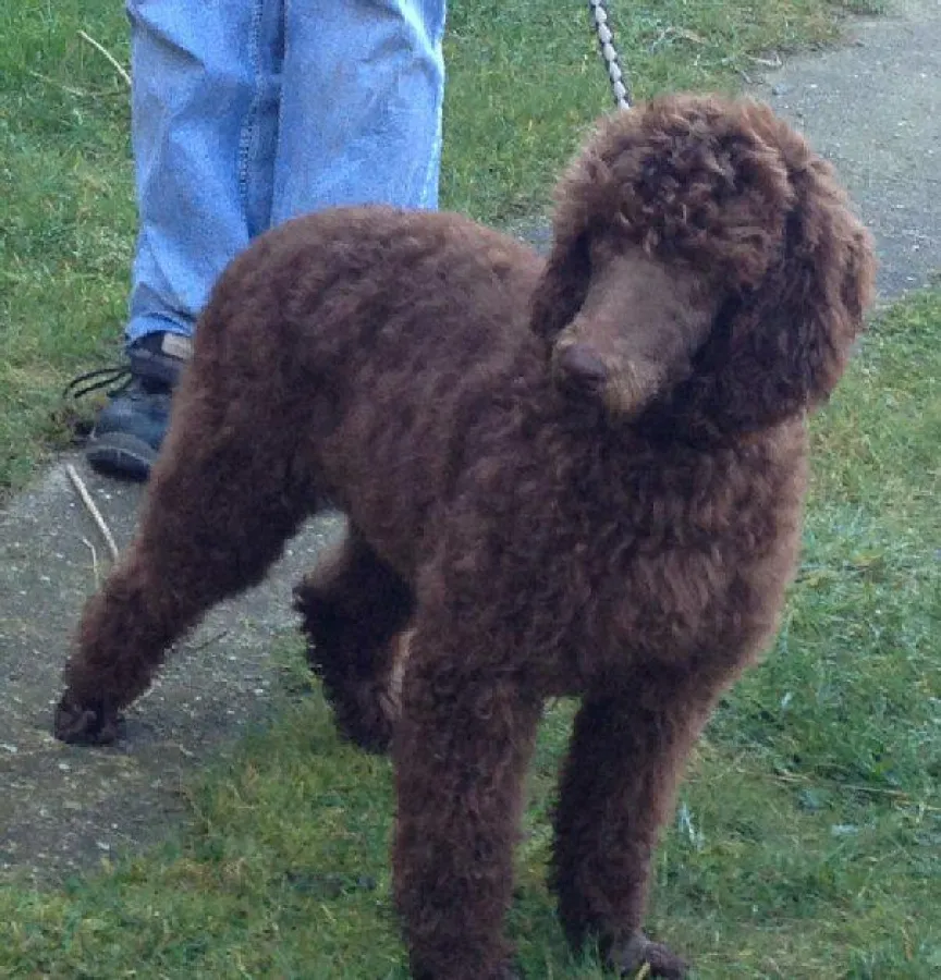 Hübsch geworden das Königspudelmädchen 