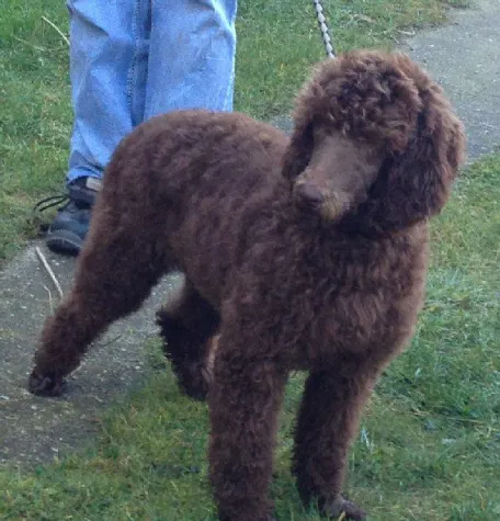 Bild: Tierheim Jodeit beißt sich die Zähne aus , mit ..Hilfe für Francy