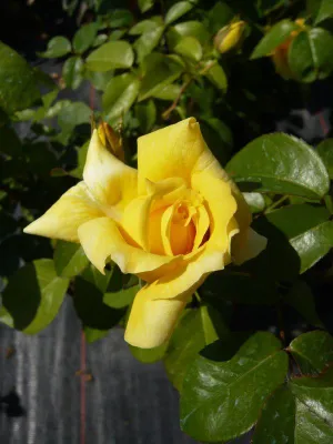 Bild: Rosen für den Garten in der Trendfarbe Gelb - Ein Überblick über Kletterrosen, Edelrosen & Strauchrosen