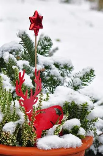Bild: Alle Jahre wieder … endet im Dezember die Gartensaison