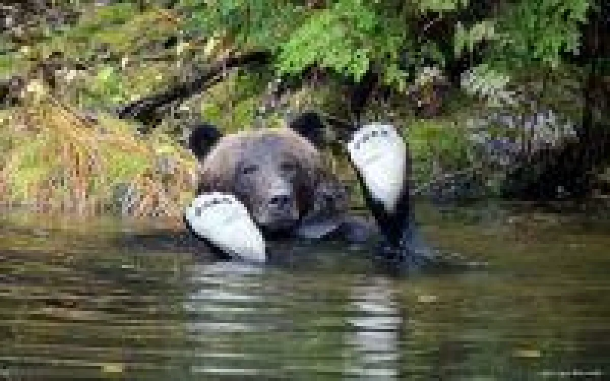 Credit-Spirit Bear Lodge