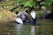 Bild: Wo die wilden Tiere sind