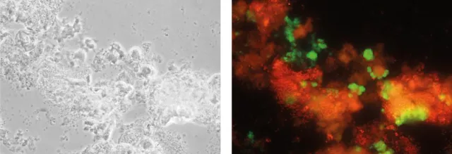 Direkte Kontrolle der biologischen Abwasserreinigung Bild: Direkte Kontrolle der biologischen Abwasserreinigung