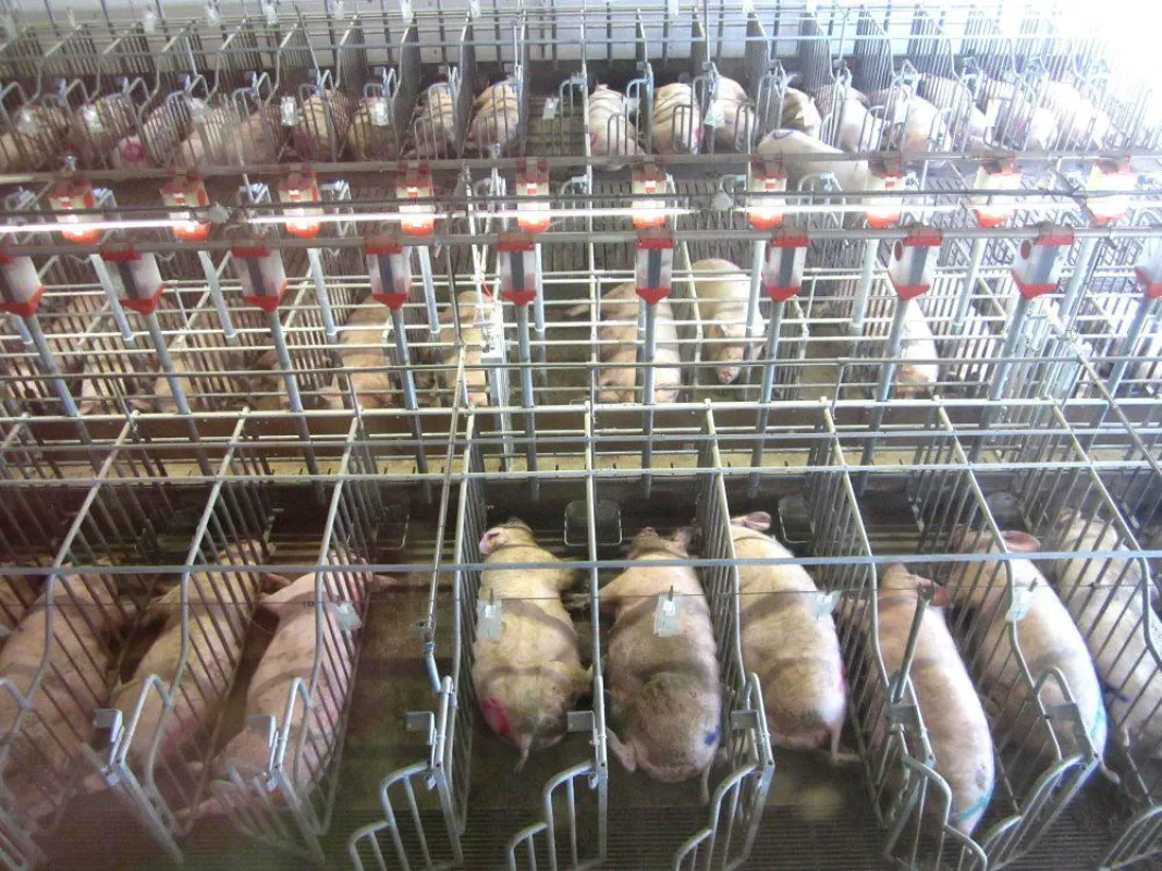 Das Foto zeigt einen Teil eines Stalls ohne Einstreu mit trächtigen Sauen. © E. Wendt, AGfaN e.V.