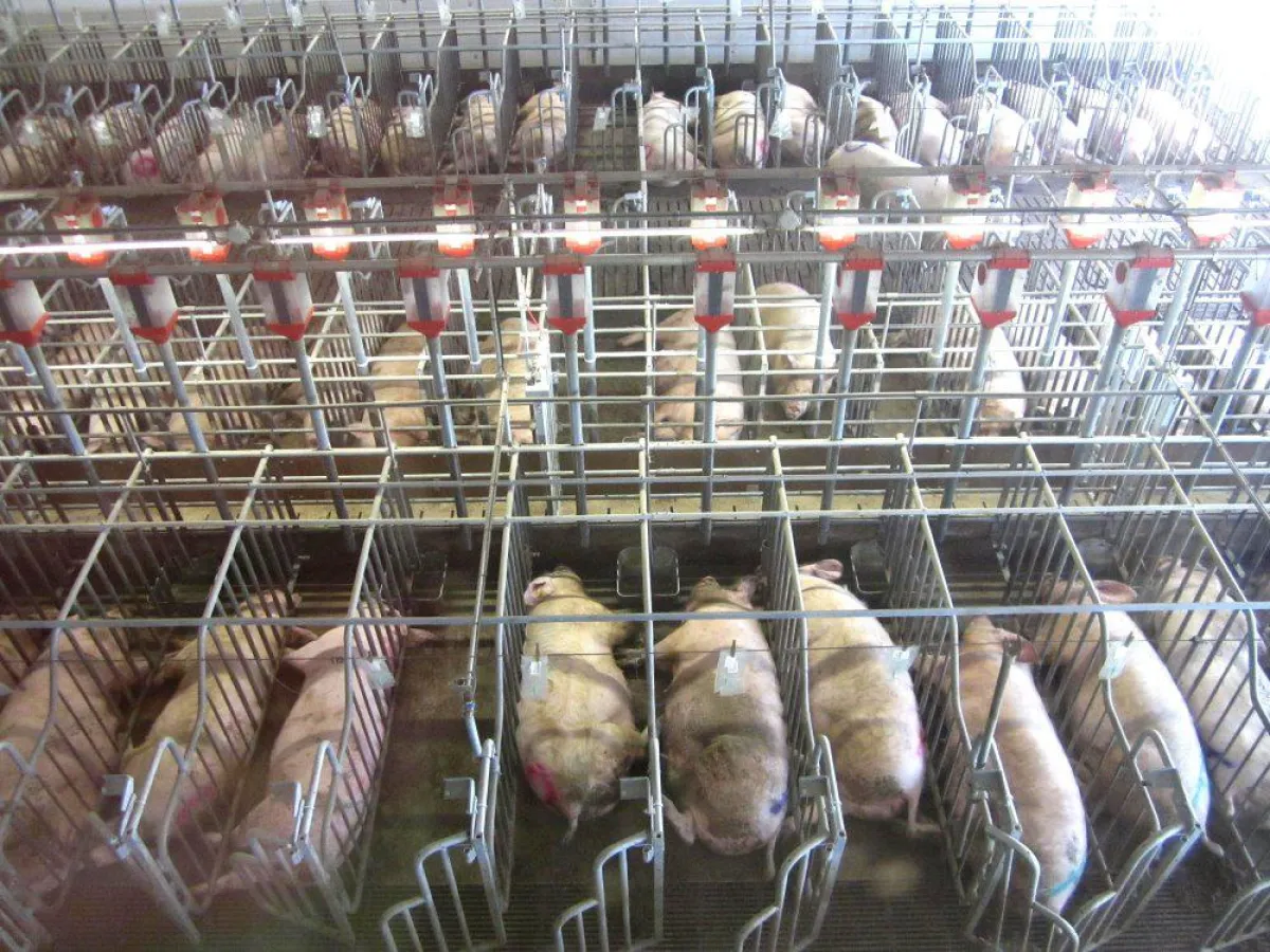 Das Foto zeigt einen Teil eines Stalls ohne Einstreu mit trächtigen Sauen. © E. Wendt, AGfaN e.V.