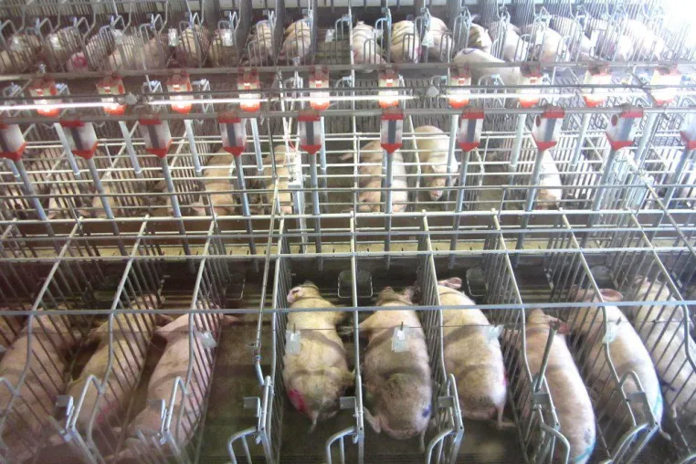 Bild: Schweinehalter gewähren Einblicke