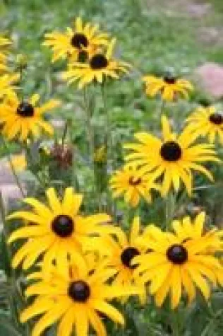 „Bring deine Blume mit“: erleb-bar lässt triste Fläche erblühen Bild: „Bring deine Blume mit“: erleb-bar lässt triste Fläche erblühen