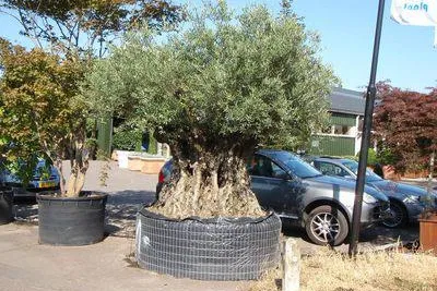 Schöne mediterrane Gartenpflanzen bringen das Urlaubsgefühl in den eigenen Garten Bild: Schöne mediterrane Gartenpflanzen bringen das Urlaubsgefühl in den eigenen Garten