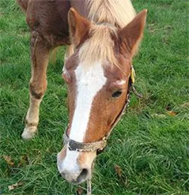 Pferde als Co-Trainer - Innovative Methode oder neumodischer Kram? Bild: Pferde als Co-Trainer - Innovative Methode oder neumodischer Kram?