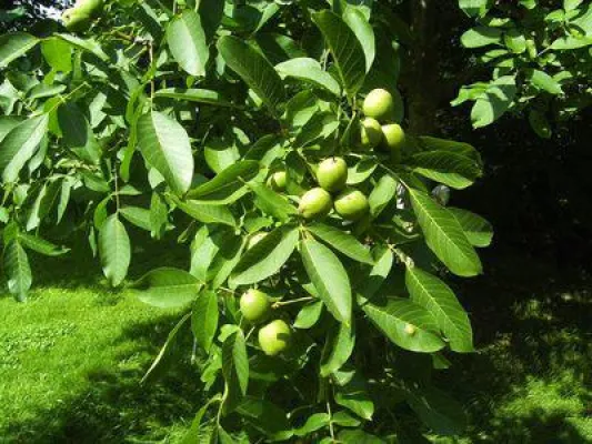 Bild: Eigene Nüsse im Garten? Neue Sorten vom Haselnussstrauch und Walnussbaum im Fokus