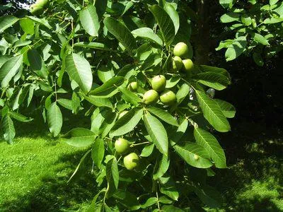 Eigene Nüsse im Garten? Neue Sorten vom Haselnussstrauch und Walnussbaum im Fokus Bild: Eigene Nüsse im Garten? Neue Sorten vom Haselnussstrauch und Walnussbaum im Fokus