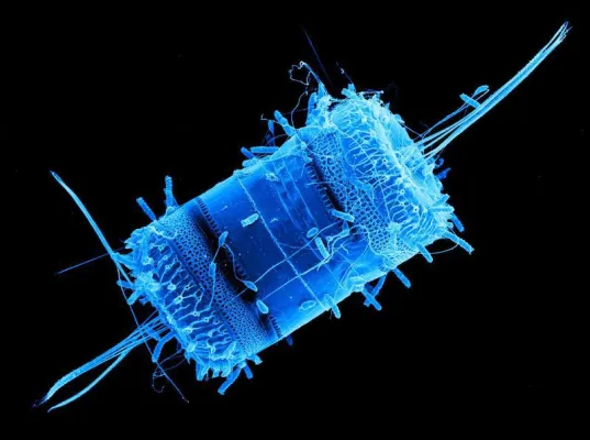 Bild: Rosige Zeiten für die Meeresforschung: SFB „Roseobacter“ wird weitere vier Jahre gefördert