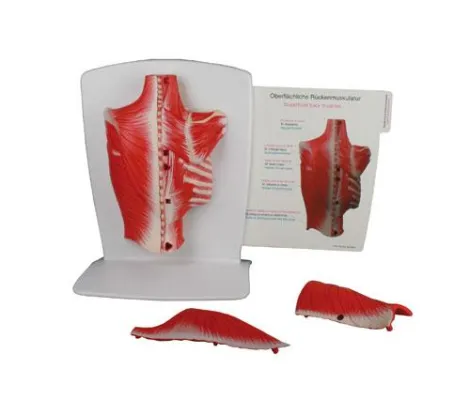 Ursachen und Ursprung von Rückenschmerzen anschaulich erklären Bild: Ursachen und Ursprung von Rückenschmerzen anschaulich erklären