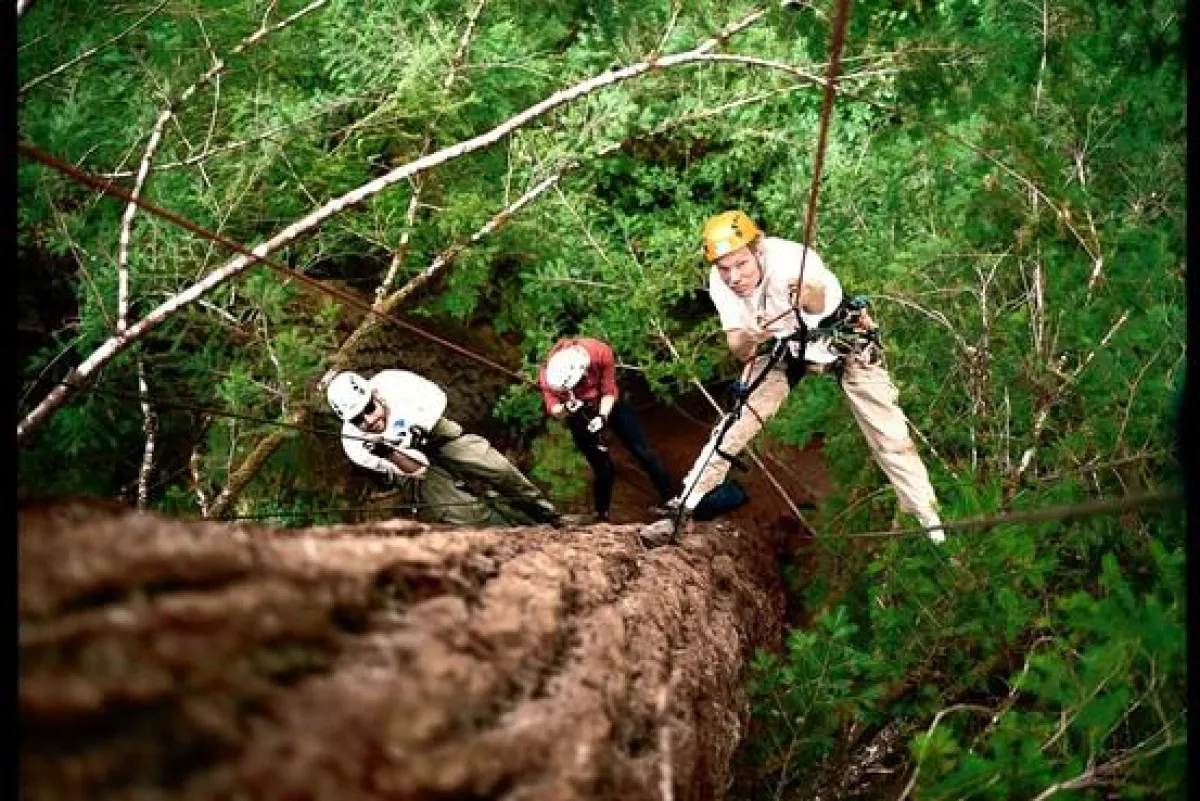 TreeTourists in Action