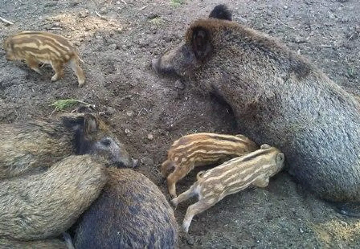 Wildschweine in Waldhaus