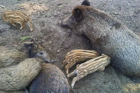Bild: Tiere erleben im Amberg-Sulzbacher Land