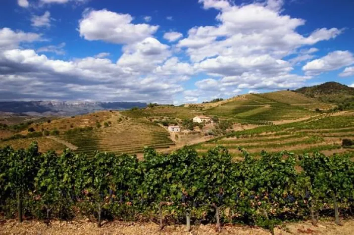 Privater Reiseleiter: Wein- und Olivenöltouren in Katalonien Bild: Privater Reiseleiter: Wein- und Olivenöltouren in Katalonien